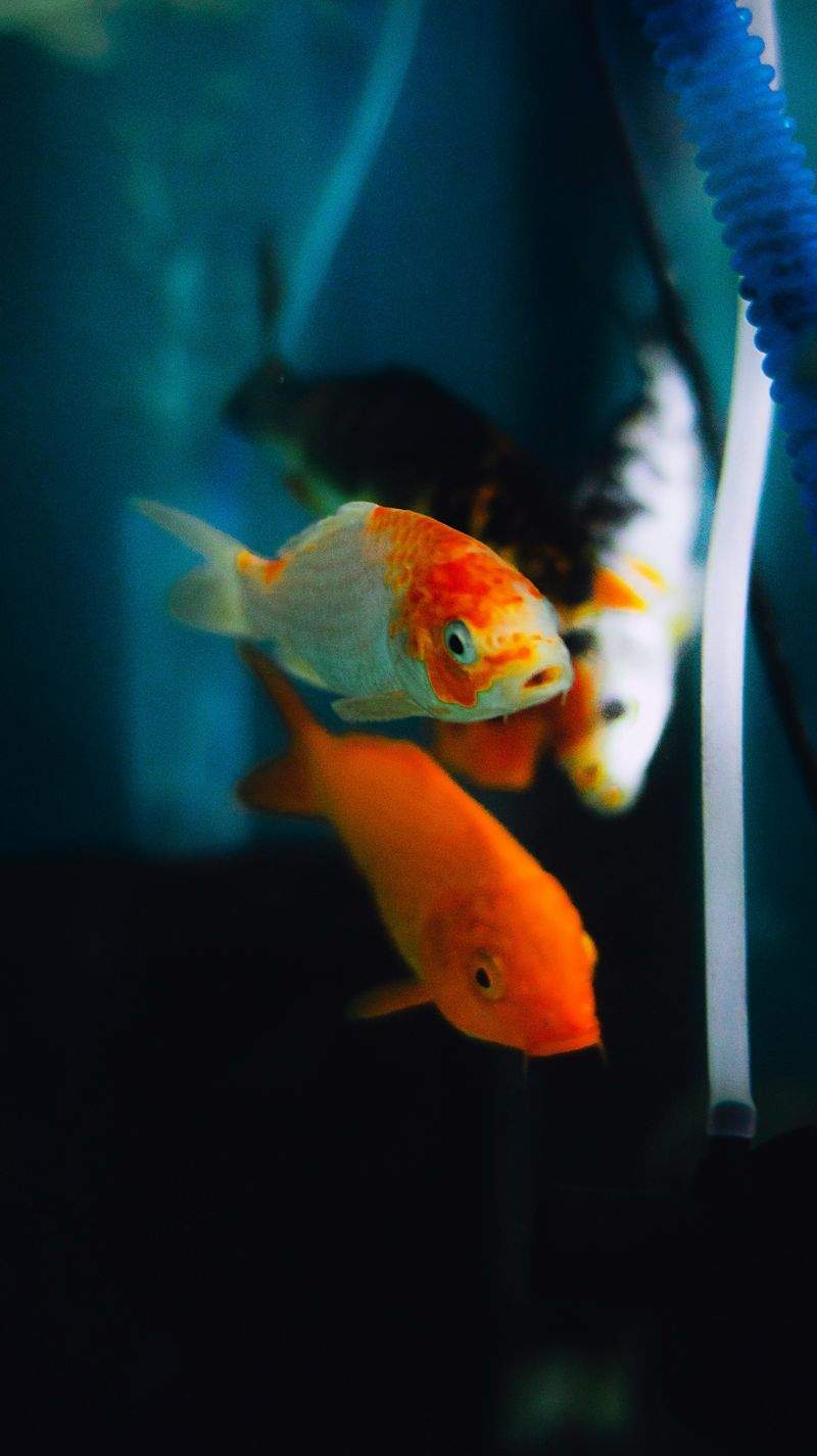 Frische Fische für das neue Jahr